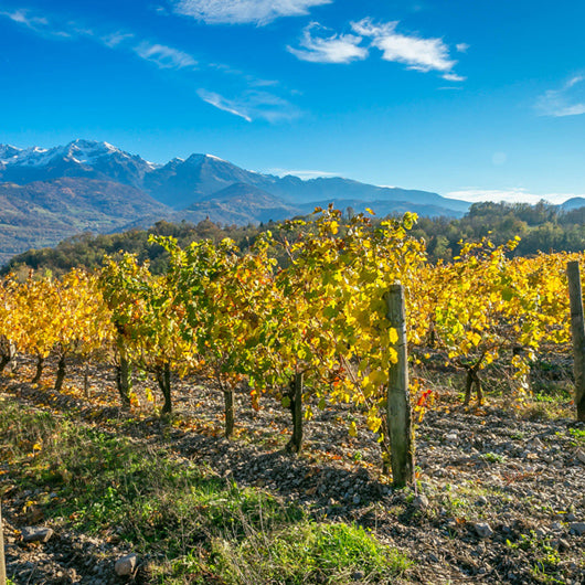 Tracteur Rouge thomas Finot / Domaine Finot