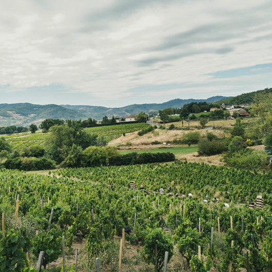 Brouilly - vieilles vignes Jean-Claude Lapalu