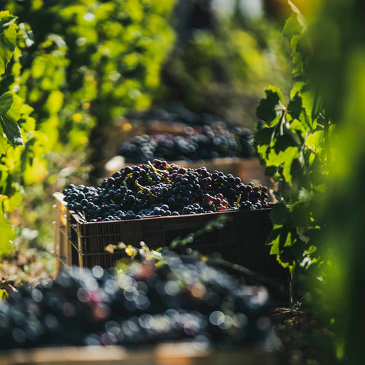 Brouilly - vieilles vignes Jean-Claude Lapalu