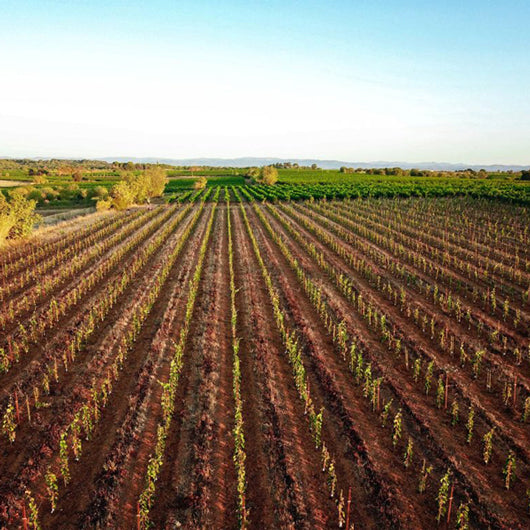 Sous le manteau Rouge - Domaine des Amiel